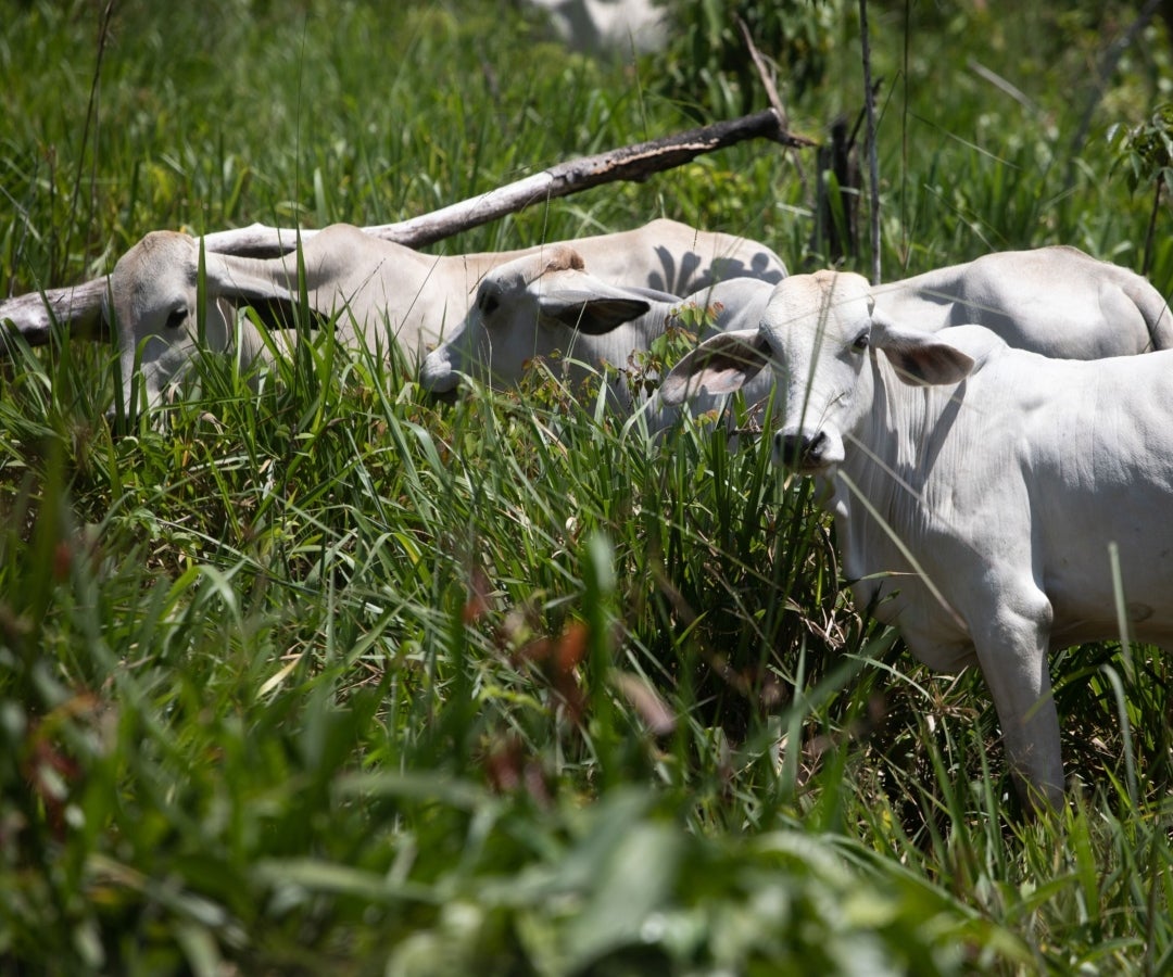 Ganado alimentándose