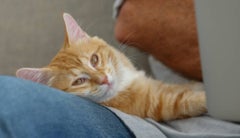 Prevención de enfermedades en gatos