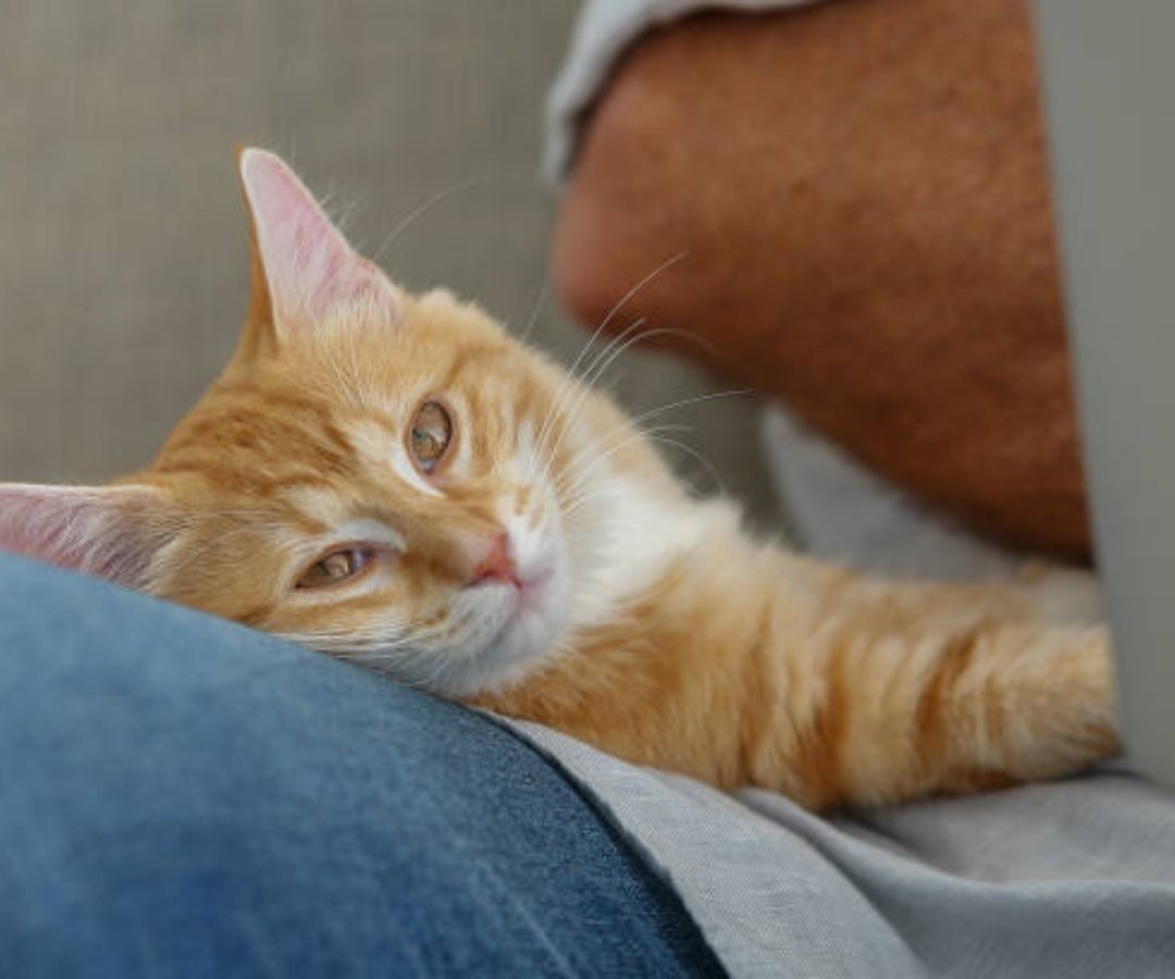 Prevención de enfermedades en gatos