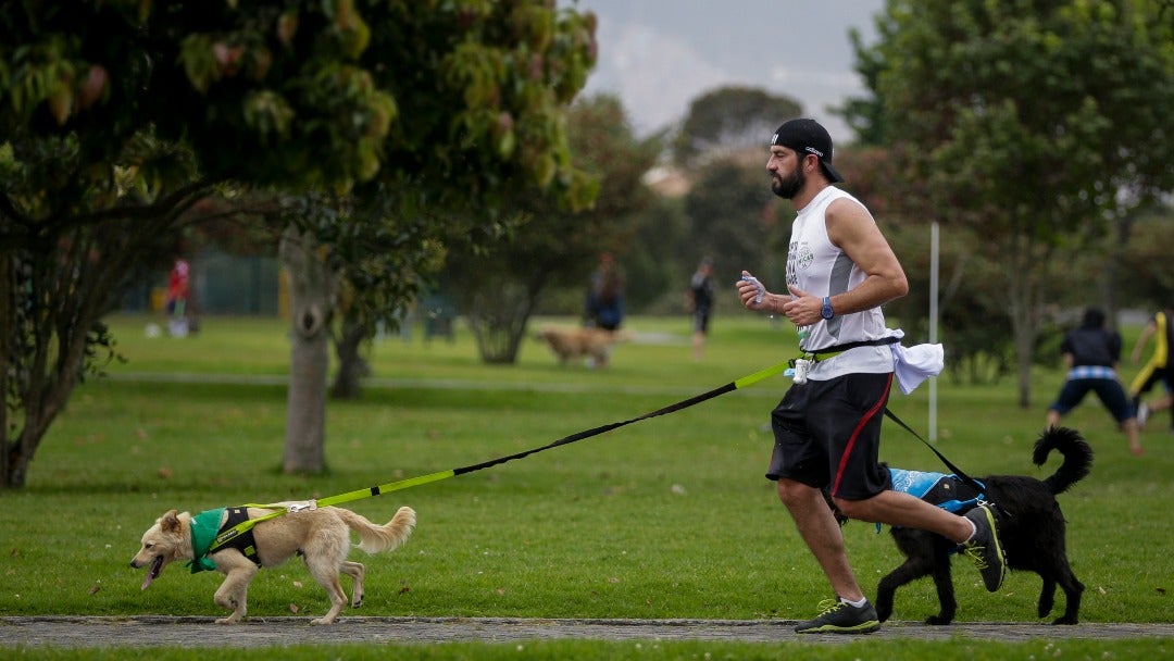 Perros paseando