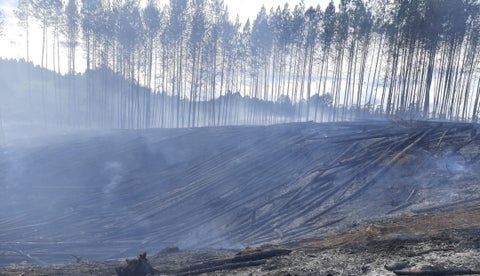Fedemaderas rechazó la quema de 100 hectáreas de plantaciones forestales en Cauca