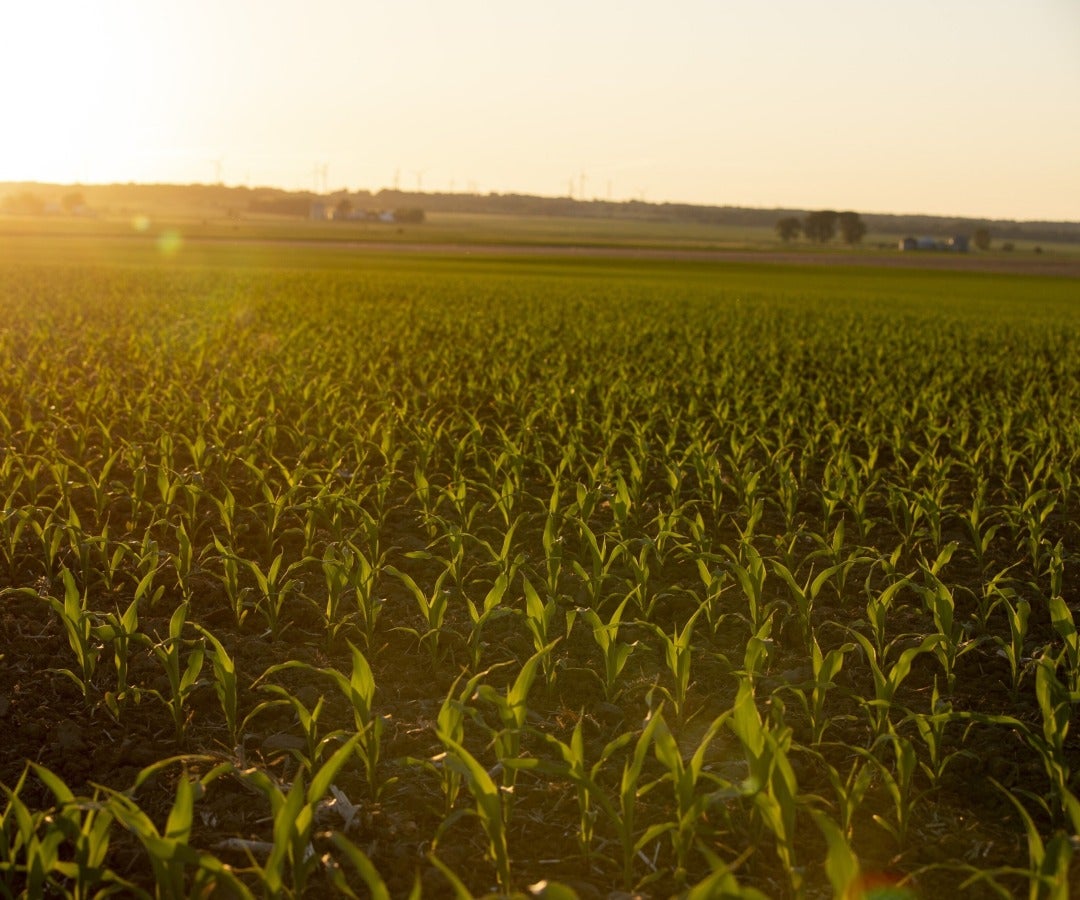 Campo de maíz