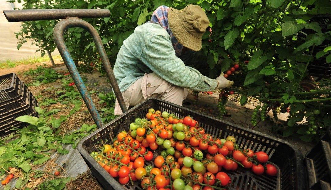 El Índice de Precios Agropecuarios varió 0,46% para la primera semana de diciembre