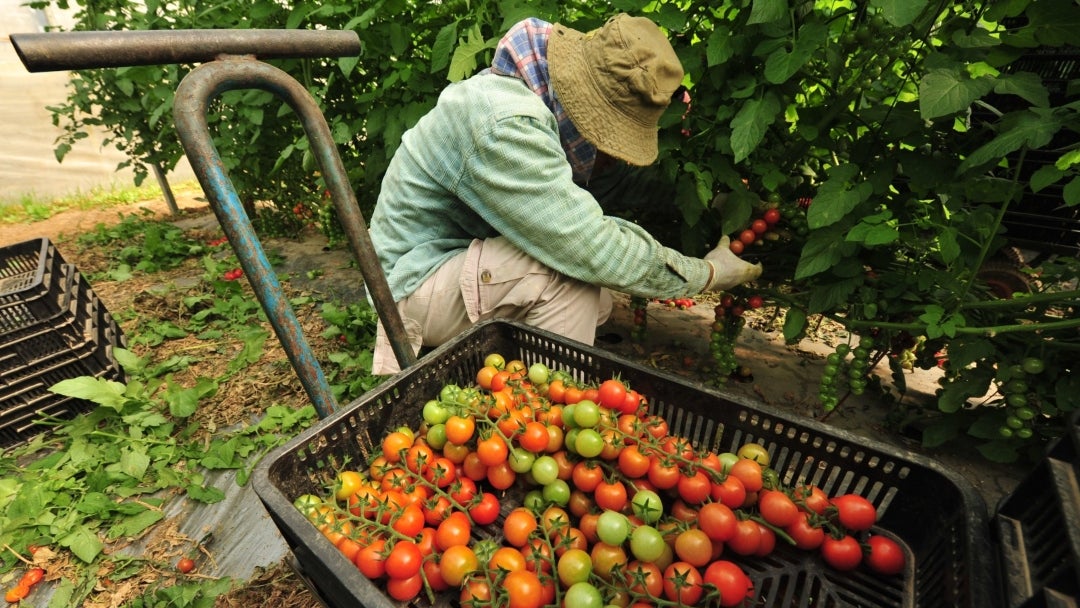 Cultivo de tomate