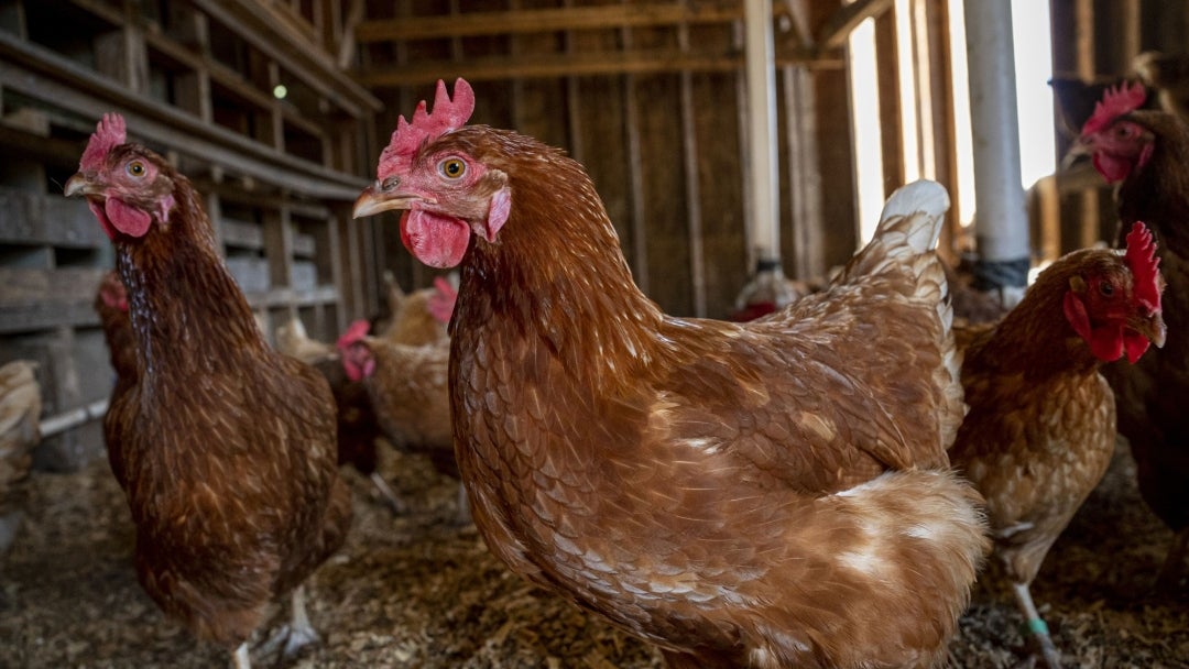 Gallinas ponedoras