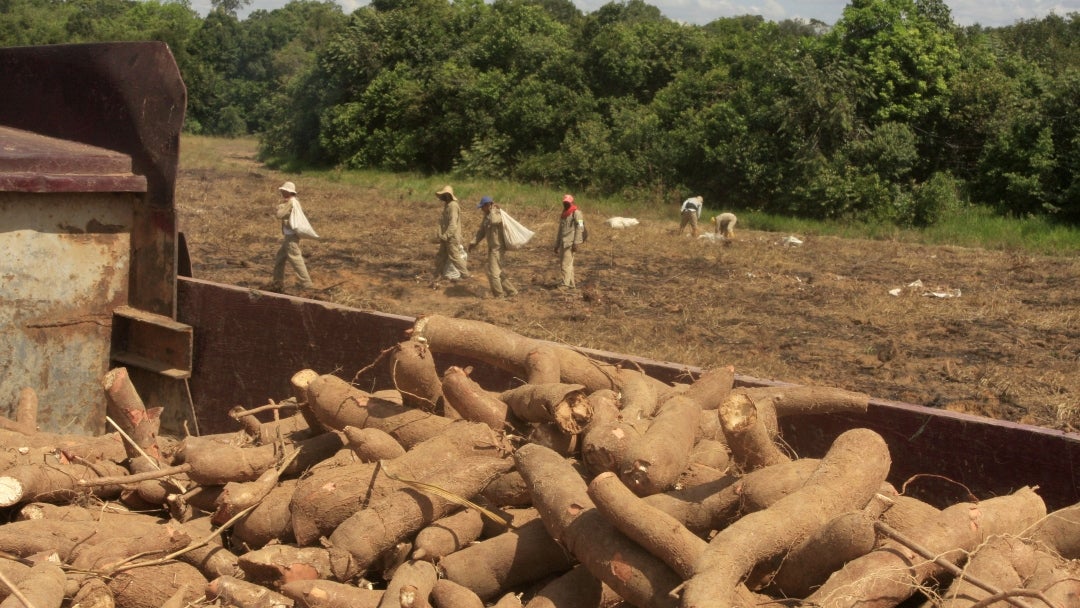 Cultivo de yuca