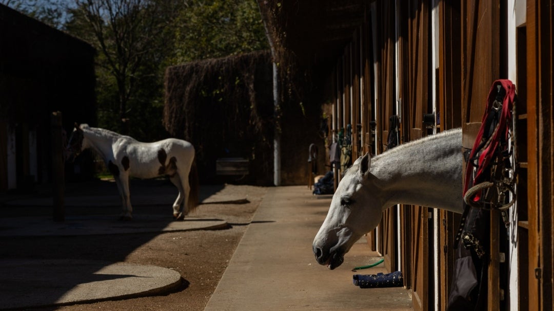 Caballos en establo