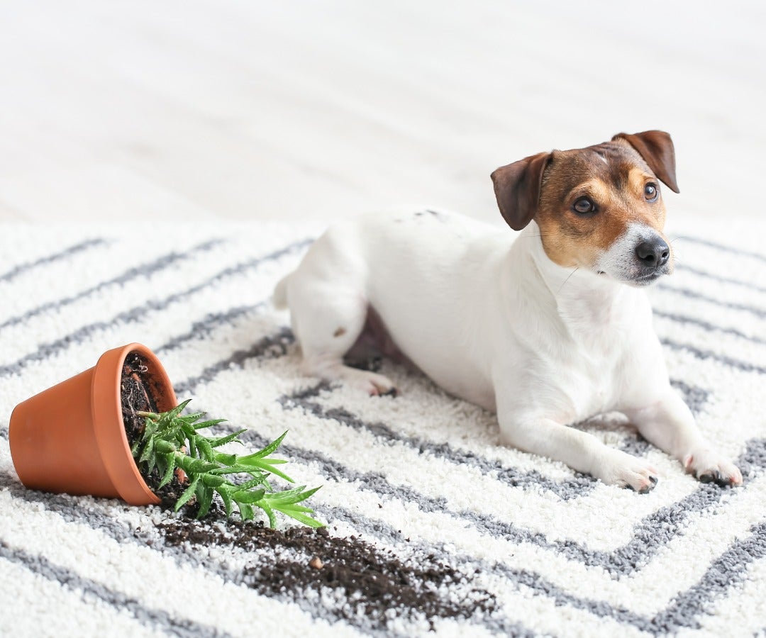 Mascotas durante el teletrabajo