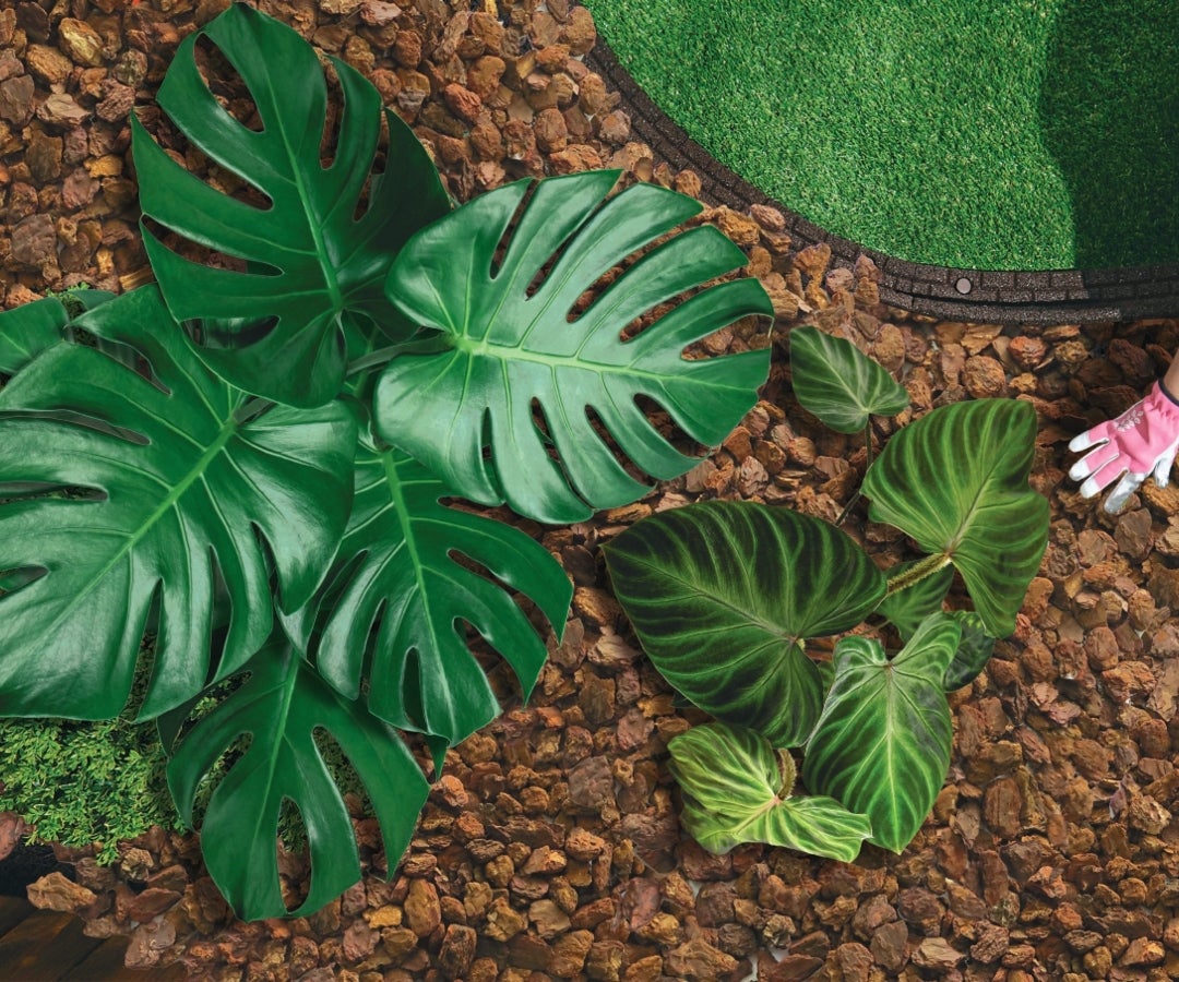 Mulch orgánico de corteza de pino de pátula