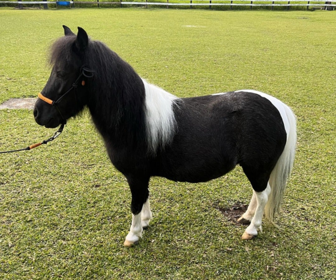 Mini horse