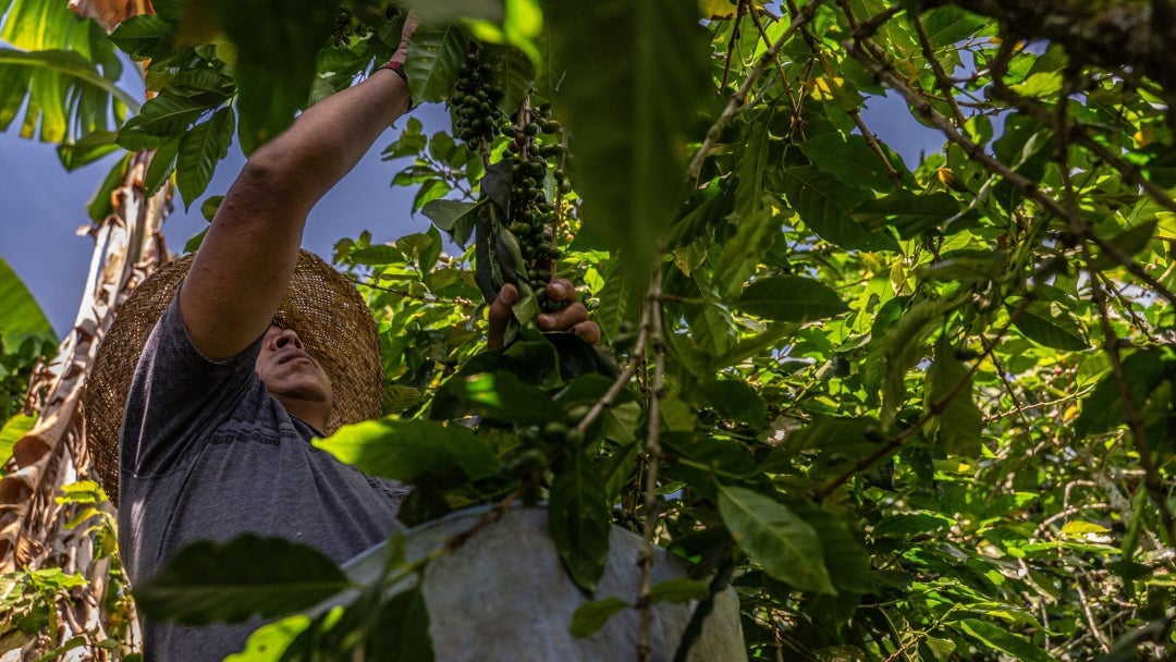 Cultivo de café