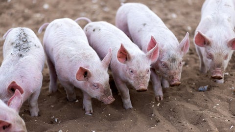 Cerdos en granja