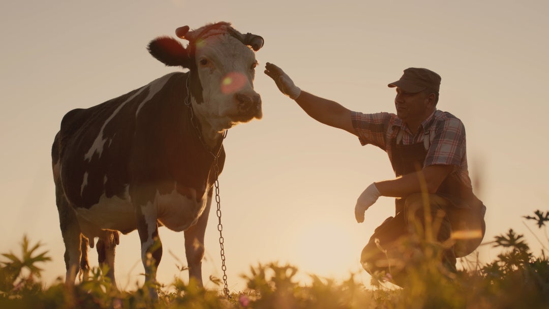 Estrés calórico en ganado