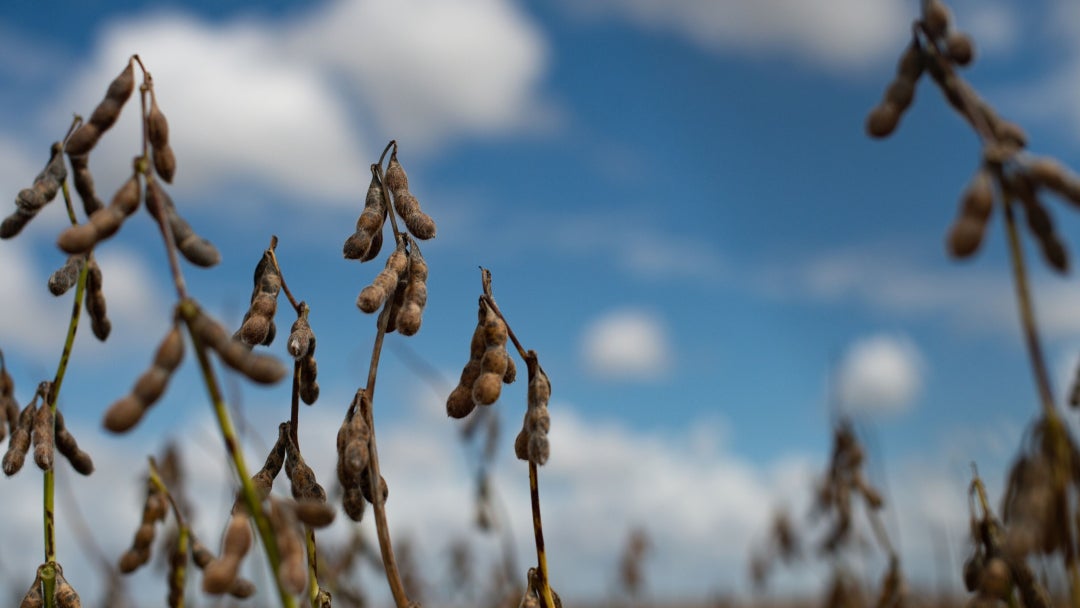 Cultivo de soja