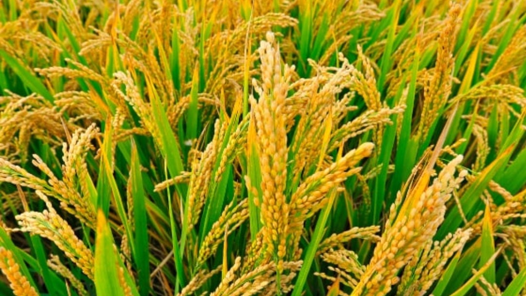 Cultivo de arroz