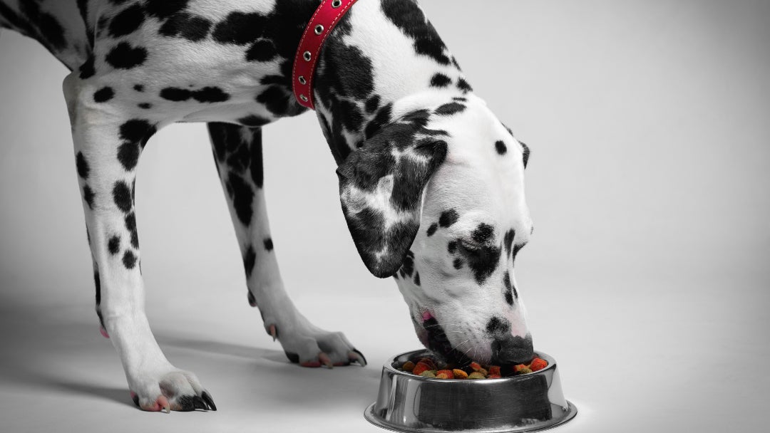 Perro comiendo croquetas