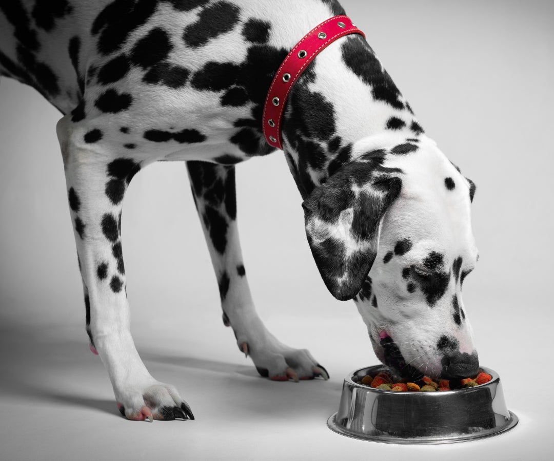 Perro comiendo croquetas