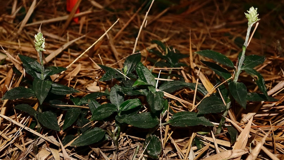 Nuevo registro de orquídea terrestre para el Valle del Cauca: Microchilus riopalenquensis, una especie nativa de Ecuador, Colombia y Perú