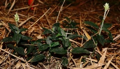 Nuevo registro de orquídea terrestre para el Valle del Cauca: Microchilus riopalenquensis, una especie nativa de Ecuador, Colombia y Perú