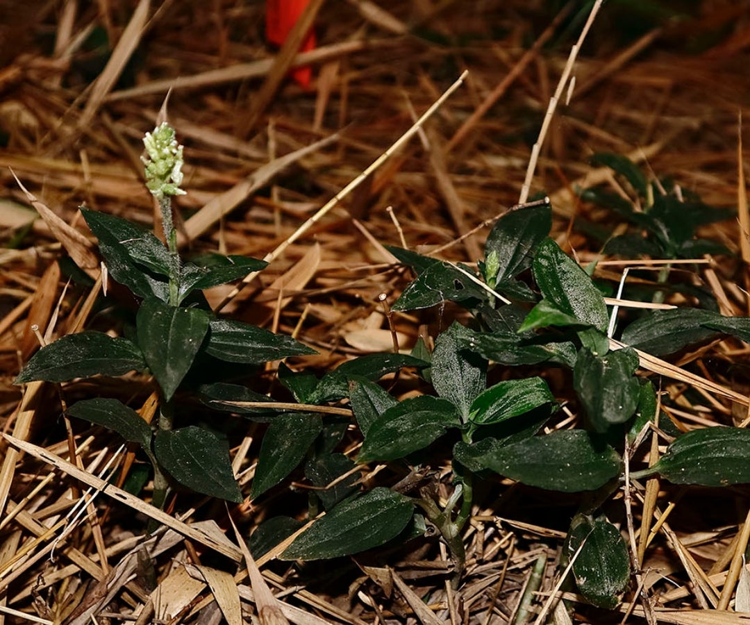 Nuevo registro de orquídea terrestre para el Valle del Cauca: Microchilus riopalenquensis, una especie nativa de Ecuador, Colombia y Perú