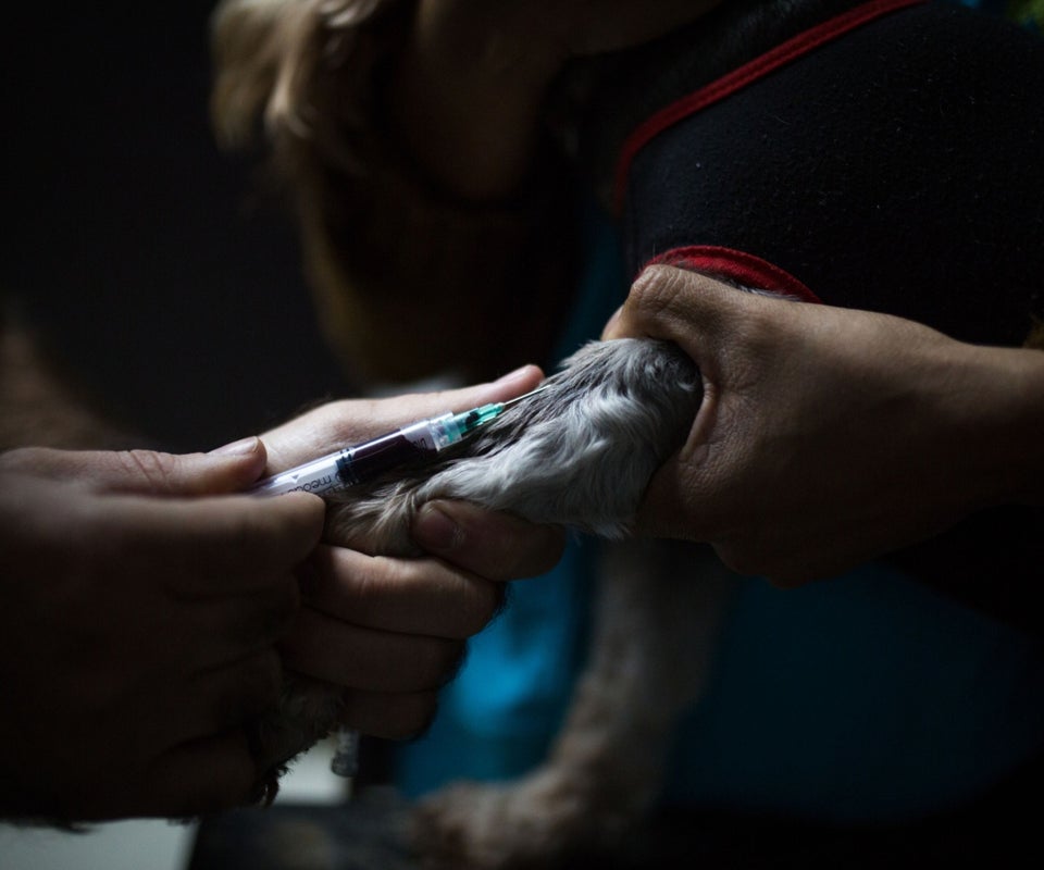 Toma de muestra de sangre de perro