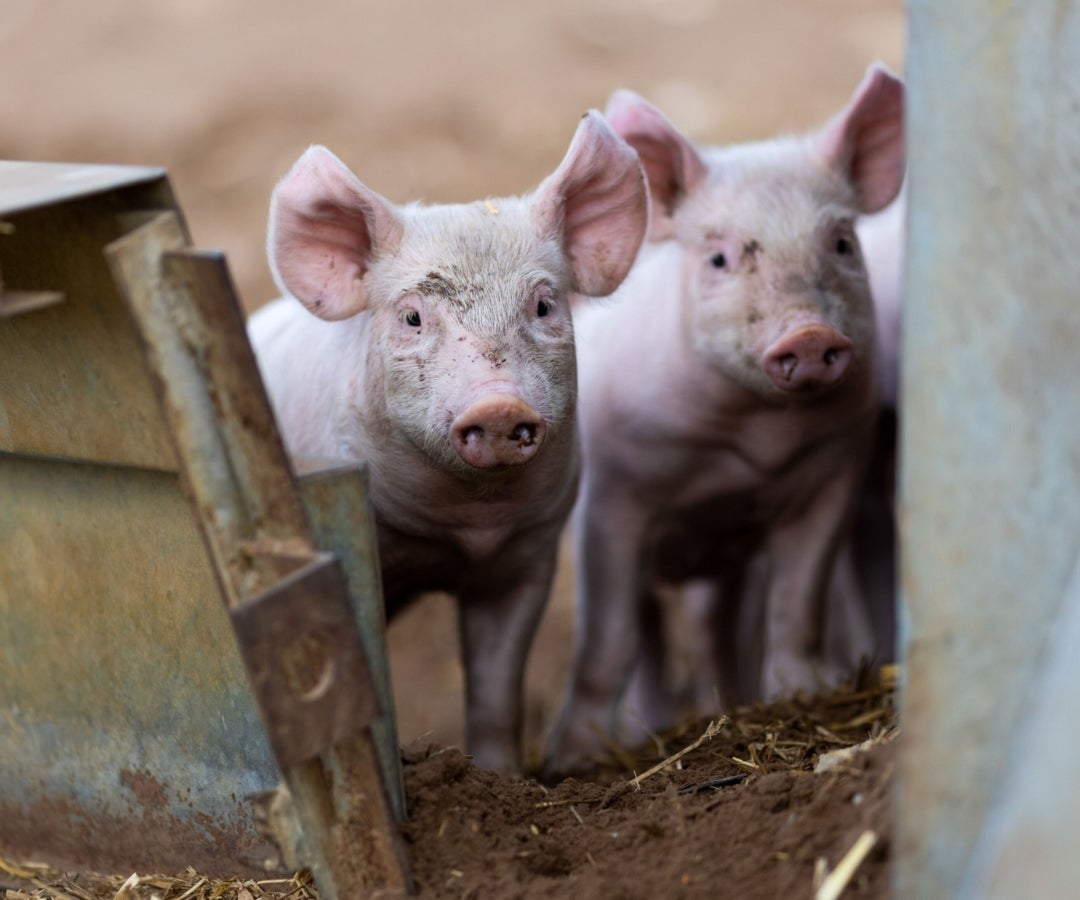 Cerdos en granja