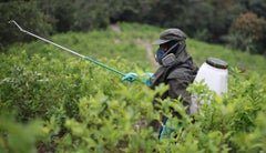 La medida iniciaría la próxima semana en 17 municipios del Cauca, y espera combatir el narcotráfico sin poner en riesgo la salud