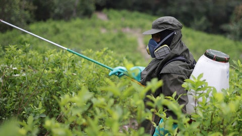 Erradicación de cultivos de coca