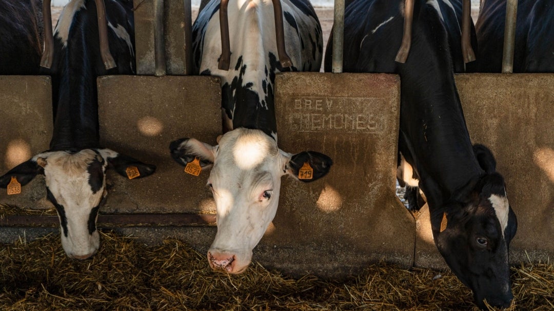 Vacas comiendo