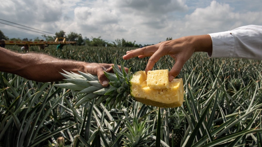 Cultivo de piña