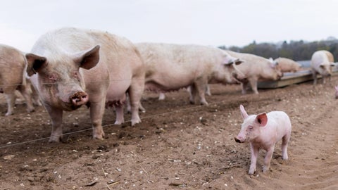 Cerdos en granja de producción