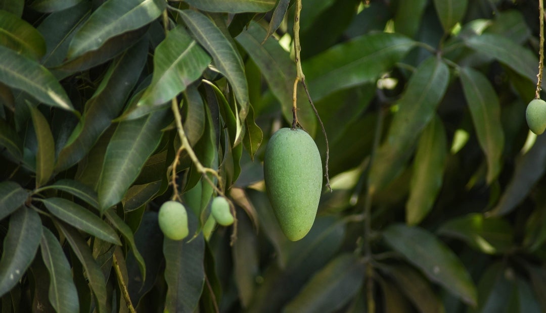 Citronela y limonaria, solución para enfrentar efectos negativos de