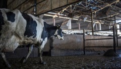 Vaca durante preparto Vaca durante preparto