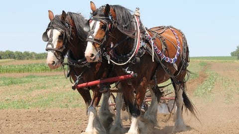 Caballos clydesdale