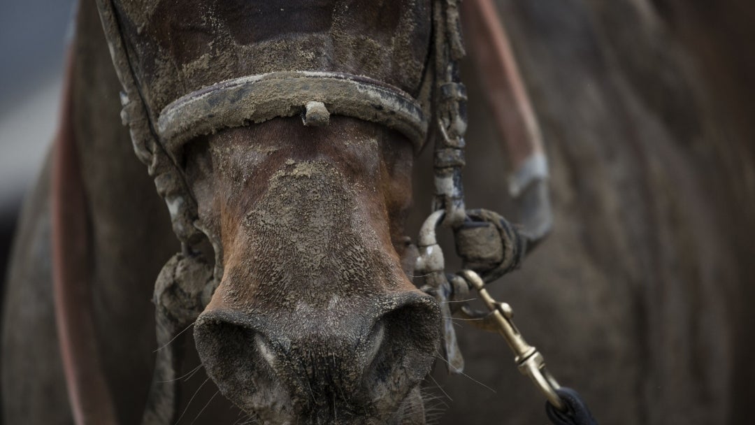 Falta de apetito en caballos