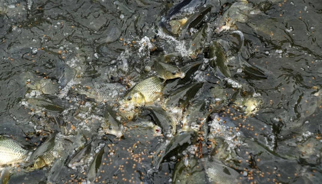 Peces comiendo Peces comiendo