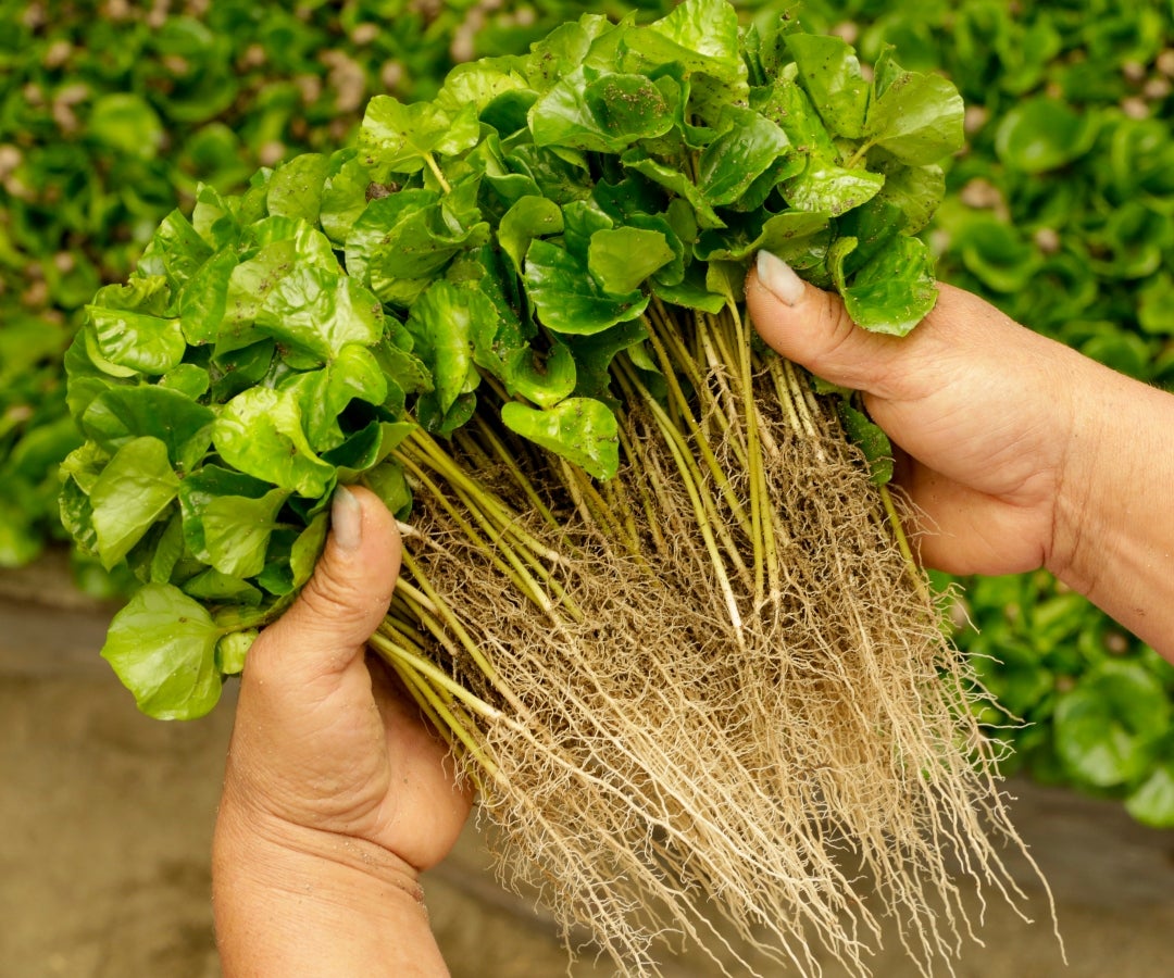 Las claves del incentivo a la capitalización rural para cafeteros