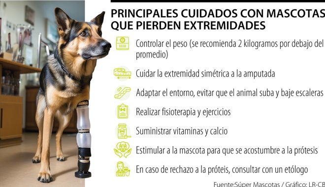 Principales cuidados con mascotas que pierden extremidades