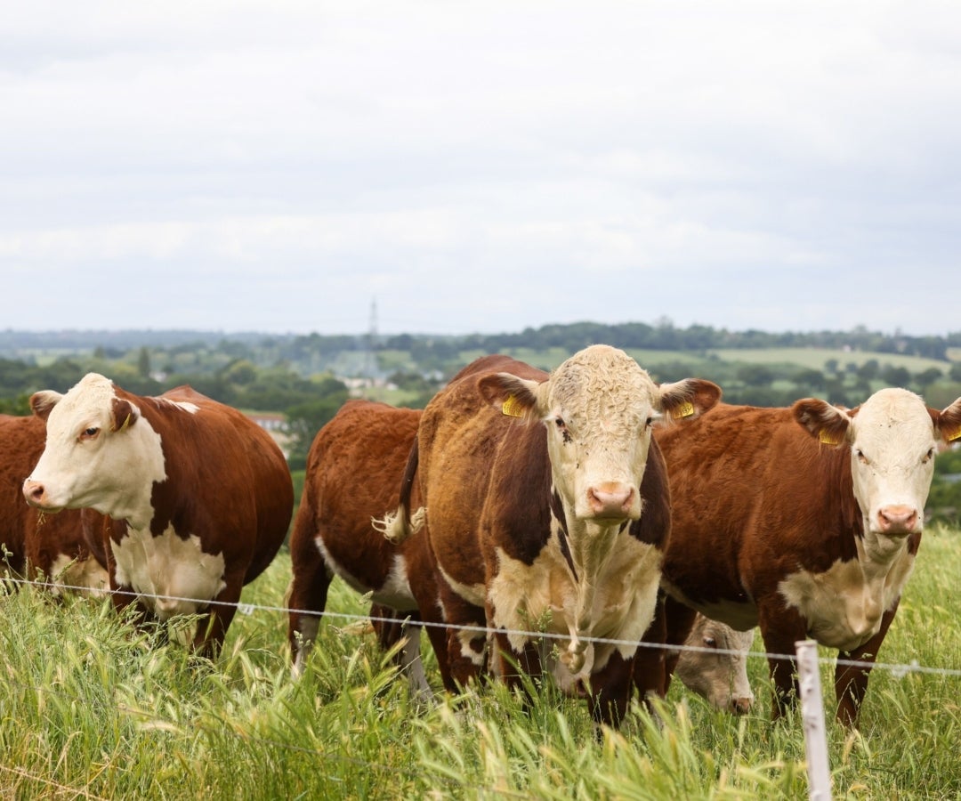 Ganado de raza hereford en Colombia