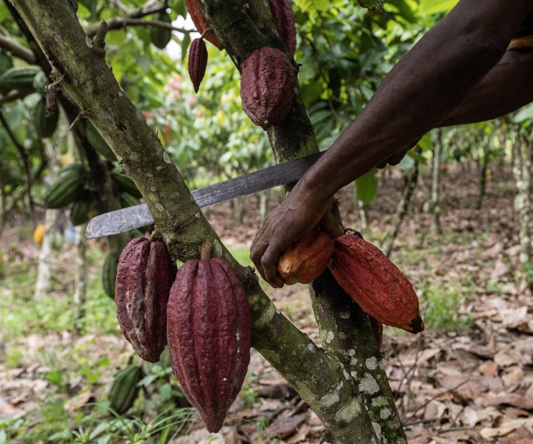 Cacao de Costa de Marfil