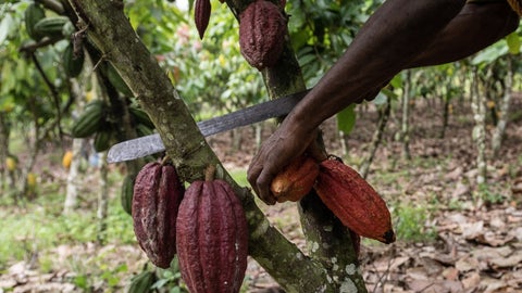 Cacao de Costa de Marfil