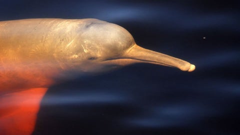 Delfín de río, especie amenazada por las condiciones climáticas