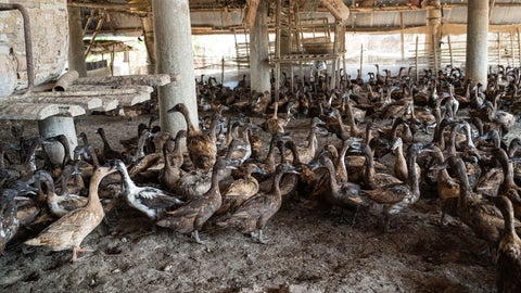 Industria de patos