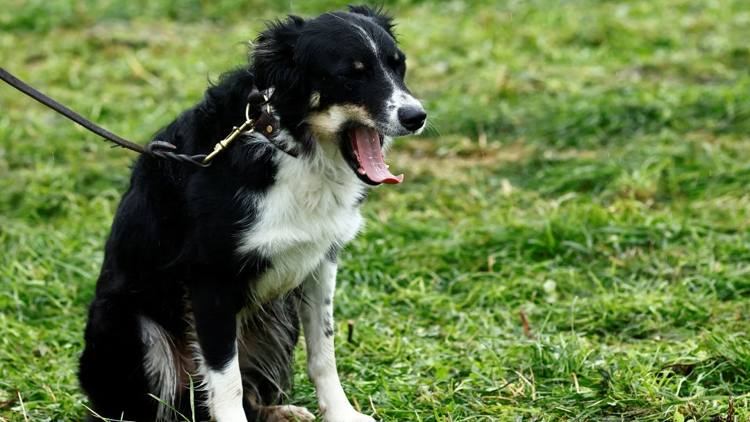 Perro en campo