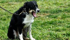 Si su mascota es un perro, el día del procedimiento tendrá que llevar traílla y correa