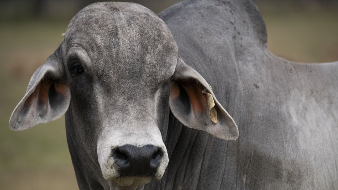 Toro brahman gris