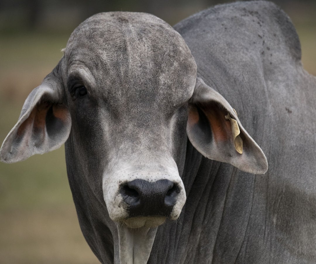 Toro brahman gris