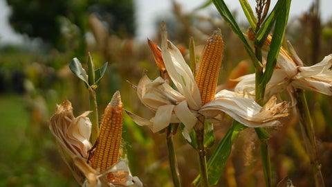 Cultivos de maíz en producción