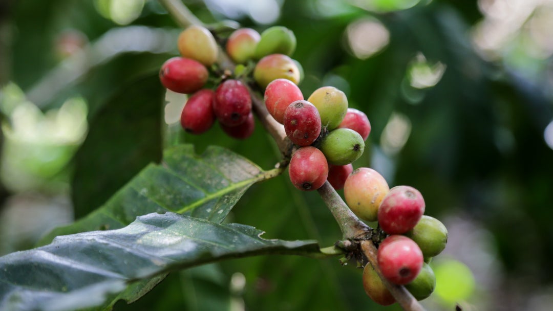 Planta de café