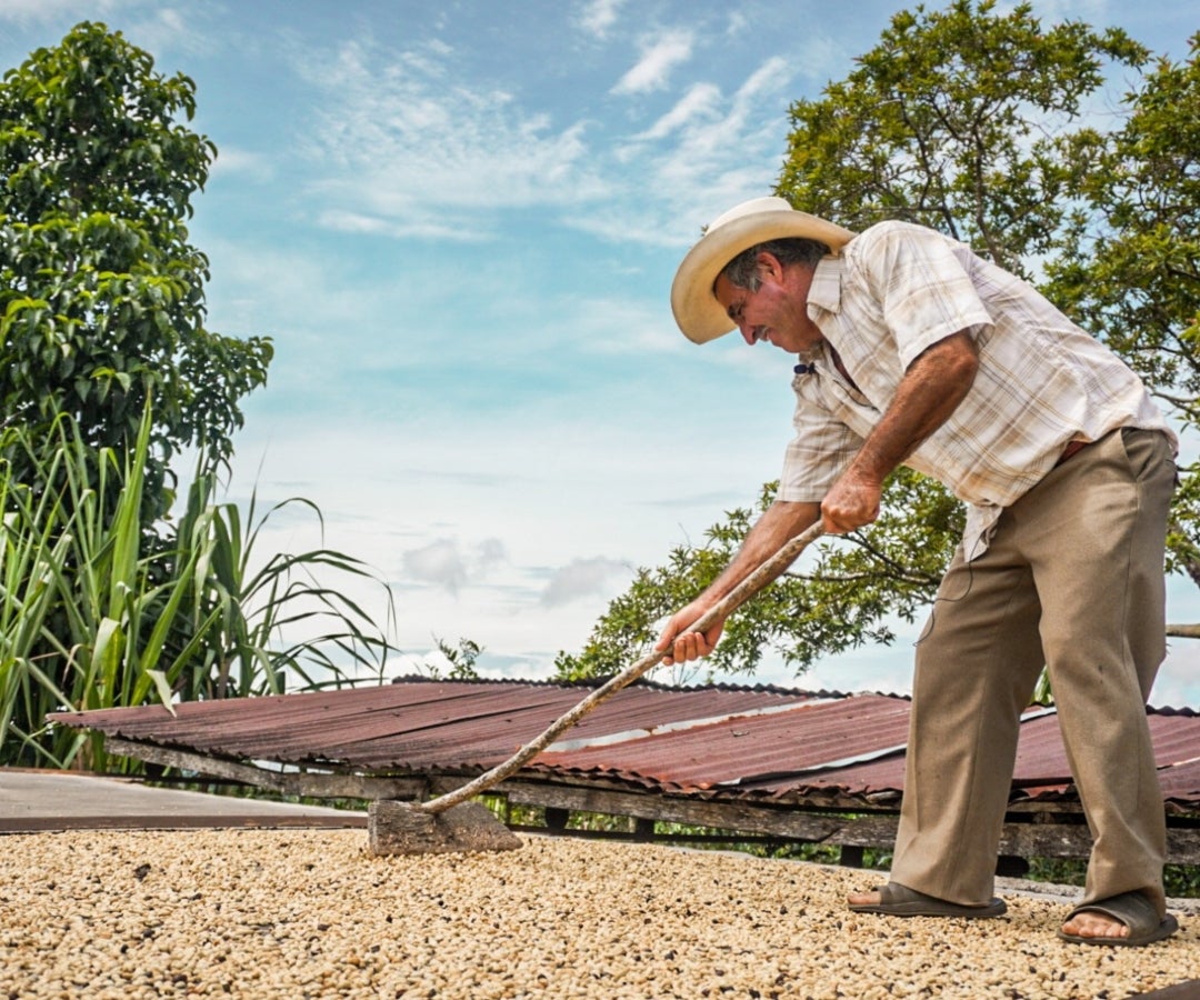 Producción cafetera